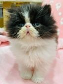 エキゾチックロングヘア