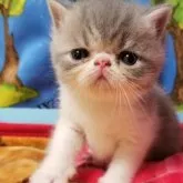 エキゾチックショートヘア【京都府・男の子・2023年6月6日・ブルー&ホワイト】の写真1「可愛い男の子です😍💗」