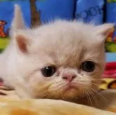 エキゾチックショートヘア【京都府・男の子・2023年6月6日・クリーム&ホワイト】の写真1「可愛い男の子です💗」