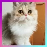 エキゾチックショートヘア【京都府・女の子・2024年5月3日・ダイリュートキャリコ】の写真2