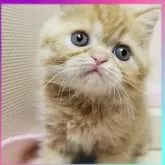 エキゾチックショートヘア【京都府・女の子・2024年8月4日・レッドタビー】の写真2