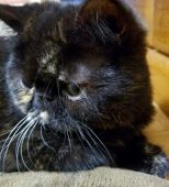 エキゾチックショートヘア【・女の子・2021年4月20日・トーティシェル】