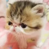 エキゾチックショートヘア【京都府・女の子・2024年1月6日・キャリコ】の写真3