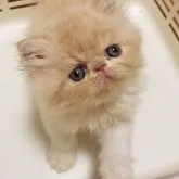 エキゾチックショートヘア【京都府・男の子・2023年8月21日・クリーム&ホワイト】の写真3