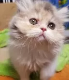 エキゾチックショートヘア【京都府・女の子・2024年5月3日・ダイリュートキャリコ】の写真3