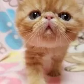 エキゾチックショートヘア【京都府・男の子・2024年3月21日・レッドタビー】の写真3