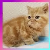 エキゾチックショートヘア【京都府・男の子・2024年8月2日・レッドタビー】の写真3