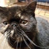 エキゾチックショートヘア【・女の子・2021年4月20日・トーティシェル】