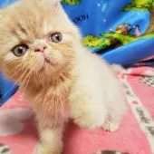 エキゾチックショートヘア【京都府・男の子・2021年6月23日・クリーム】の写真3