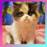 エキゾチックショートヘア【京都府・女の子・2023年8月15日・キャリコ】の写真4