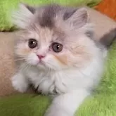 エキゾチックショートヘア【京都府・女の子・2024年5月3日・ダイリュートキャリコ】の写真4