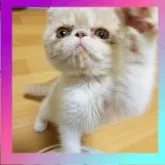 エキゾチックショートヘア【京都府・女の子・2023年6月6日・クリーム&ホワイト】の写真4