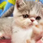 エキゾチックショートヘア【京都府・男の子・2021年7月3日・ブルー&ホワイト】の写真4