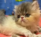 エキゾチックショートヘア【京都府・女の子・2023年8月21日・ダイリュートキャリコ】の写真4