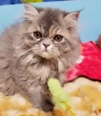 エキゾチックショートヘア【京都府・女の子・2023年1月4日・ブルークリーム】の写真4