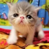 エキゾチックショートヘア【京都府・男の子・2023年6月6日・ブルー&ホワイト】の写真4