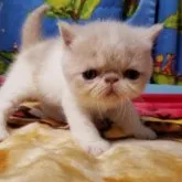 エキゾチックショートヘア【京都府・女の子・2023年6月6日・クリーム&ホワイト】の写真5