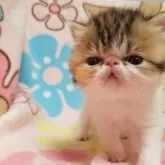 エキゾチックショートヘア【京都府・女の子・2024年1月6日・キャリコ】の写真5