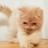 エキゾチックショートヘア【京都府・男の子・2021年6月23日・クリーム】の写真5