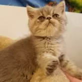 エキゾチックショートヘア【京都府・男の子・2025年6月23日・ブルー】の写真10