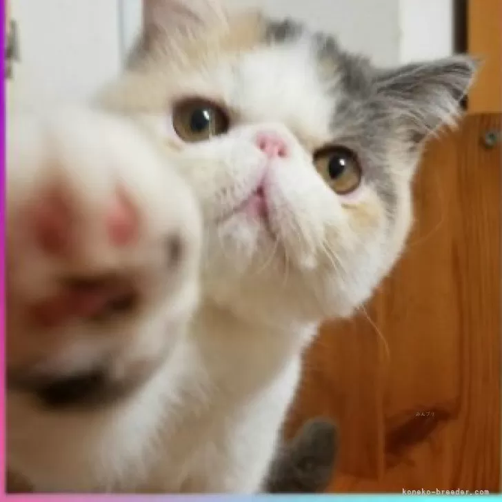 ID:2410-01503の子猫