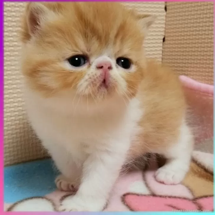 M.K 様のお迎えした子猫