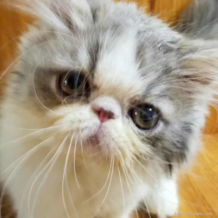 エキゾチックショートヘア【京都府・男の子・2025年6月23日・ブルー&amp;ホワイト】の写真1「とっても可愛い男の子です🥰🌸」