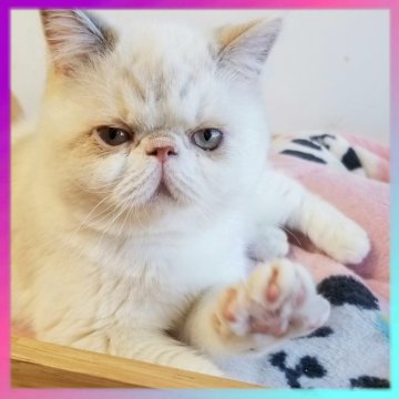 エキゾチックショートヘア【京都府・女の子・2025年6月16日・ブルーポイント（ショートヘア）】の写真「神秘的なカラーでとても可愛い女の子です🥰💓」