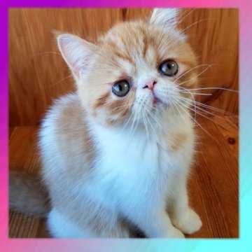 エキゾチックショートヘア【京都府・女の子・2025年6月16日・レッドタビー&ホワイト(ショートヘア)】の写真「めちゃくちゃ可愛い天使ちゃん🥰🌸」