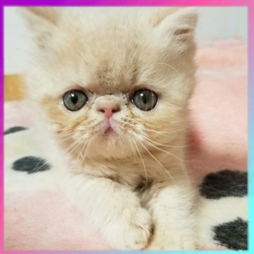 エキゾチックショートヘア【京都府・男の子・2025年10月9日・クリーム（ショートヘア）】の写真「タレ目がとっても可愛い男の子です🥰🌸」