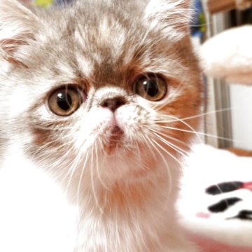 エキゾチックショートヘア【京都府・女の子・2025年2月6日・ダイリュートキャリコ（ショートヘア）】の写真「まん丸おめめがとっても可愛い女の子です😊🌸」