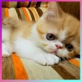 エキゾチックショートヘア