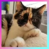 エキゾチックショートヘア