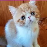 エキゾチックショートヘア