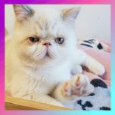 エキゾチックショートヘア