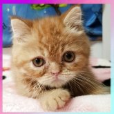 エキゾチックショートヘア