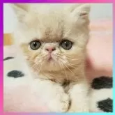 エキゾチックショートヘア