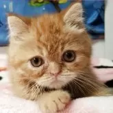 エキゾチックショートヘア