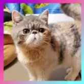 エキゾチックショートヘア