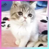 エキゾチックショートヘア
