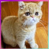 エキゾチックショートヘア