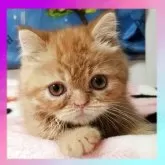エキゾチックショートヘア