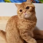 エキゾチックショートヘア