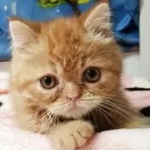 エキゾチックショートヘア