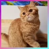 エキゾチックショートヘア