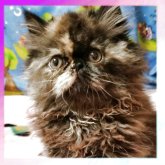 エキゾチックロングヘア