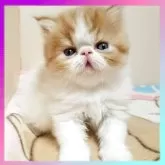 エキゾチックショートヘア