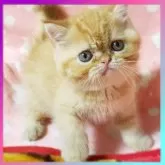 エキゾチックショートヘア
