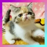 エキゾチックショートヘア