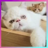 エキゾチックショートヘア